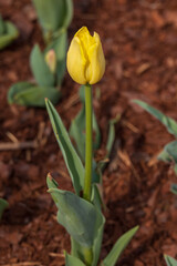 Yellow tulip, close-up