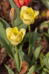 Red and yellow tulips