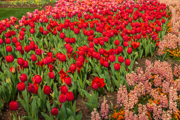 Red tulips and pink hyacinths in a field