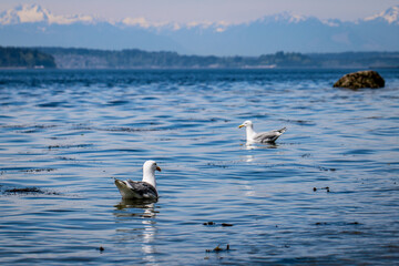Swimming Seagulls