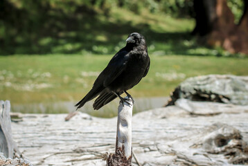 Crow