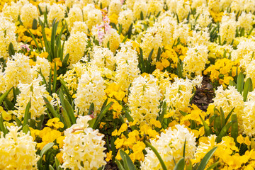 yellow and white hyacinth flowers in a field