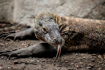 A Komodo Dragon lizard with its tongue out.