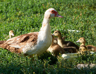 Free range ducks roam the yard on a farm. Ducks on traditional free range poultry farm. Livestock, Rural life