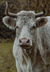 White cow close up