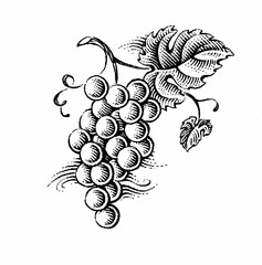 illustration of grapes - obrazy, fototapety, plakaty