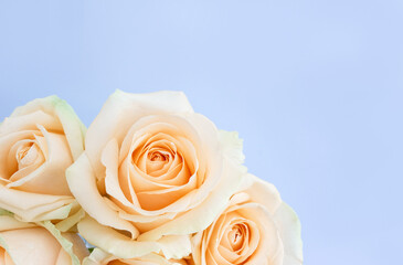 Delicate fragile bouquet of pale yellow roses on blue background. Wedding banner, selective focus, copy space