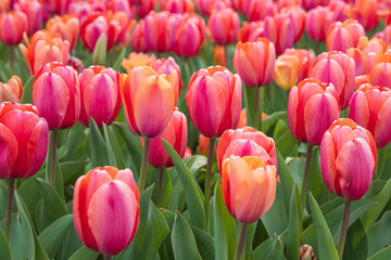 Fototapeta premium Pink and orange tulips in a field