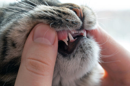 Maine coon kitten in the process of changing teeth. Both sets of fangs are visible