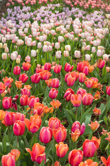Pink, orange and white tulips in a field