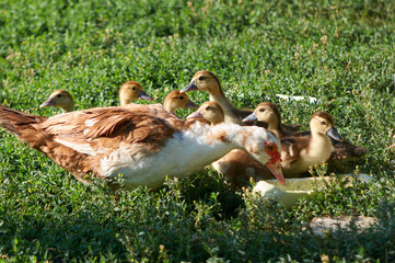 Free range ducks roam the yard on a farm. Ducks on traditional free range poultry farm. Livestock, Rural life