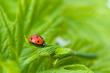Lucky Charm Lady Bug On Green Leaf