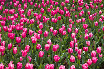 Pink tulips in a field