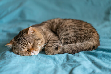 Fototapeta na wymiar A striped British Shorthair cat with a chocolate spot sleeps on a turquoise blanket