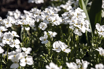 White spring flowers
