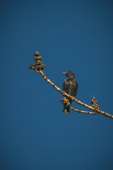 bird on a branch Star