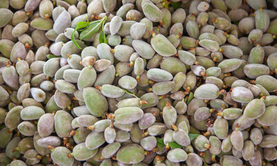 Green almond or bitter almond  Unripe almond background and top view.