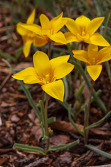 Rain lilies close-up
