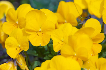 Obraz na płótnie Canvas Yellow pansies, flower close-up