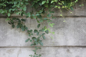 Fototapeta na wymiar Plastered concrete walls have creepers and weeds.