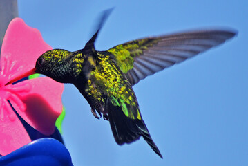 Colibrí esmeralda © Maelia Rouch