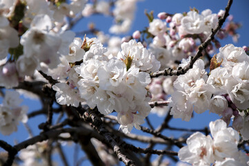 Cherry tree blossom