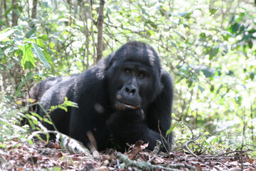Mountain gorilla, Gorilla beringei beringei, in the Bwindi National Park
