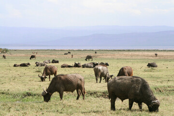 African buffalos, Syncerus caffer, at the Lake Naivasha