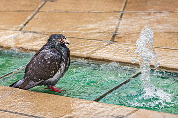 Pigeon se lave