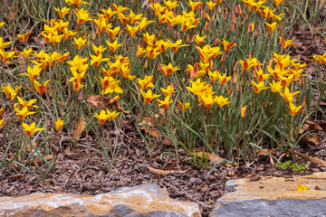 Yellow rain lilies in a field