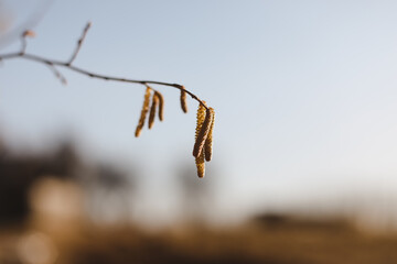 birch branch with buds earrings. spring awakening of nature. Spring allergy concept.