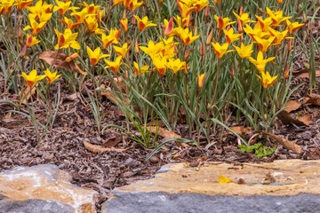Obraz premium Yellow rain lilies in a field