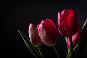 Red tulips in bloom with smooth red petals bouquet on a black background