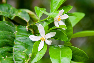 Flores de limón 