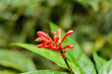 Flor roja