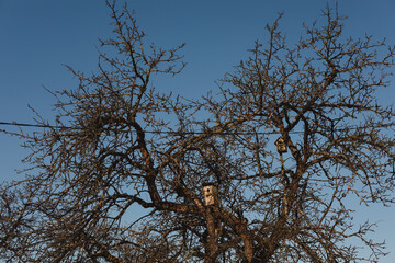 Obraz premium birdhouses on tree. Small wooden houses for birds hang high on tree in forest in spring