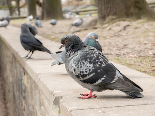 Feral pigeon, common grey city dove, birds in the city up close, urban birds group simple closeup, detail. Animals up close, city fauna concept, nobody, side view, outdoors scene