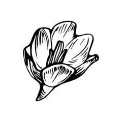 Outline crocus spring flower design element drawn by hand white isolated. Vector linocut style. Concept of springtime for greeting card, invitation, fliers, design element ,textile, package.