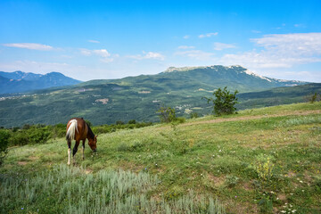 Fototapeta na wymiar horse grazing in mountains, brown horse, brown horse eating grass