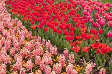 Pink hyacinths and red tulips field
