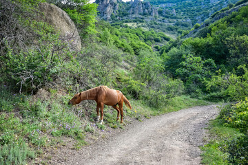 horse grazing in mountains, brown horse, brown horse eating grass