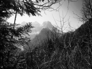 sunset in the forest