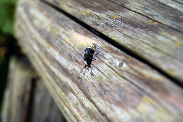 Ant on a wood macro