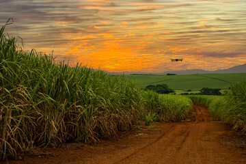 photo of a drone flying over sugarcane fields at dusk