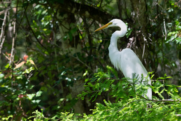The great egret, also known as the white egret or great white heron is a large, widely distributed egret, with four subspecies found in Asia, Africa, the Americas