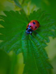 ladybird on a leaf