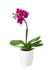 Naklejka na ściany i meble Pink mini phalaenopsis in a ceramic pot. isolateted.
