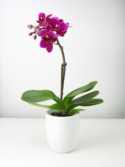 Pink mini phalaenopsis in a ceramic pot. isolateted