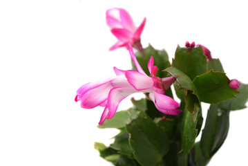 A Petals of pink Cactus (Schlumbergera bridgessii). Christmas Cactus (Schlumbergera bridgessii) blossom in winter as an indoor plant. © T.Dz
