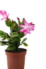 Naklejka na ściany i meble Pink Schlumbergera, Christmas cactus or Thanksgiving cactus on white background.